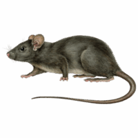 Feeder Rodents