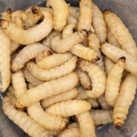 Waxworm (50ct)
