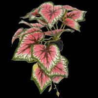 Komodo Caladium 5in