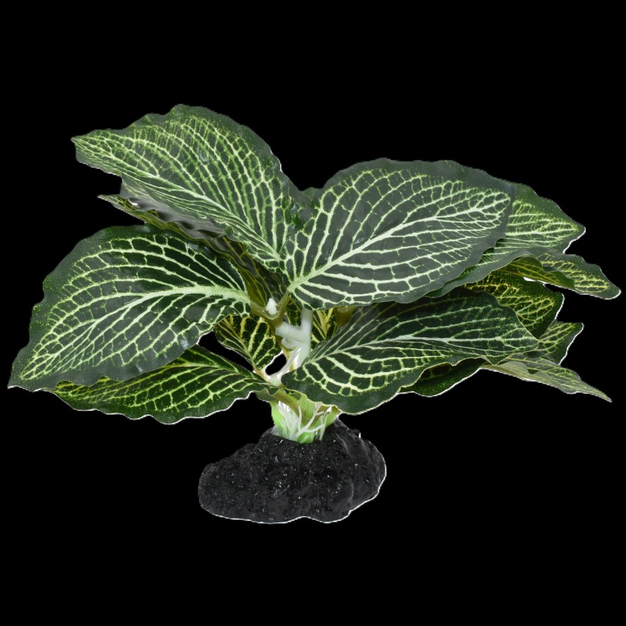 Komodo Standing Vein Plant 4in