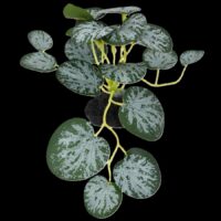 Komodo Standing String of Hearts 3.5in