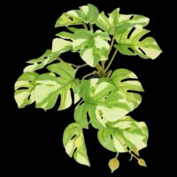 Komodo Variegated Monstera 5in