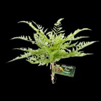 Zoo Med Naturalistic Flora Lace Fern