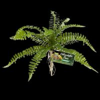 Zoo Med Naturalistic Flora Sword Fern