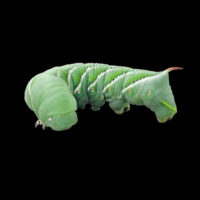 Hornworm