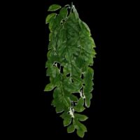 Komodo Green Leaf Hanging Plant 26in Large