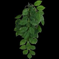 Komodo Green Leaf Hanging Plant