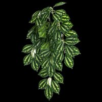 Komodo Two-Toned Leaf Hanging Plant - 16in