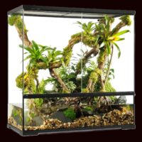 Paludariums