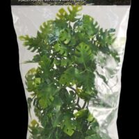Zoomed Natural Bush Amazonian Phyllo Plant - Medium