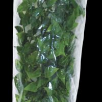 Zoo Med Natural Bush Mexican Phyllo - Large