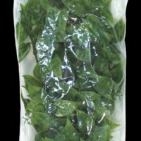 Zoo Med Natural Bush Plants Mexican Phyllo - Medium